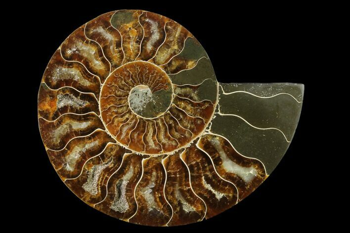 Agatized Ammonite Fossil (Half) - Madagascar #139666